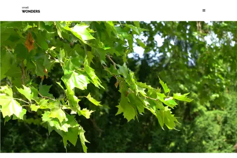 Small Wonders Photography